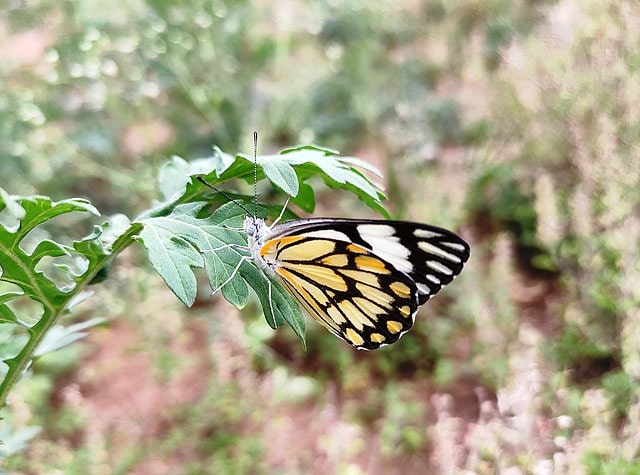 Butterfly in a garden 