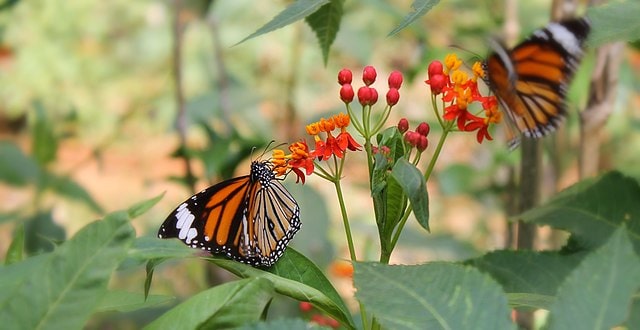 Common Tiger Butterfly 